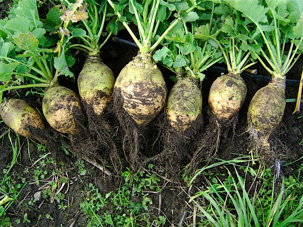 Rutabaga,_variety_nadmorska