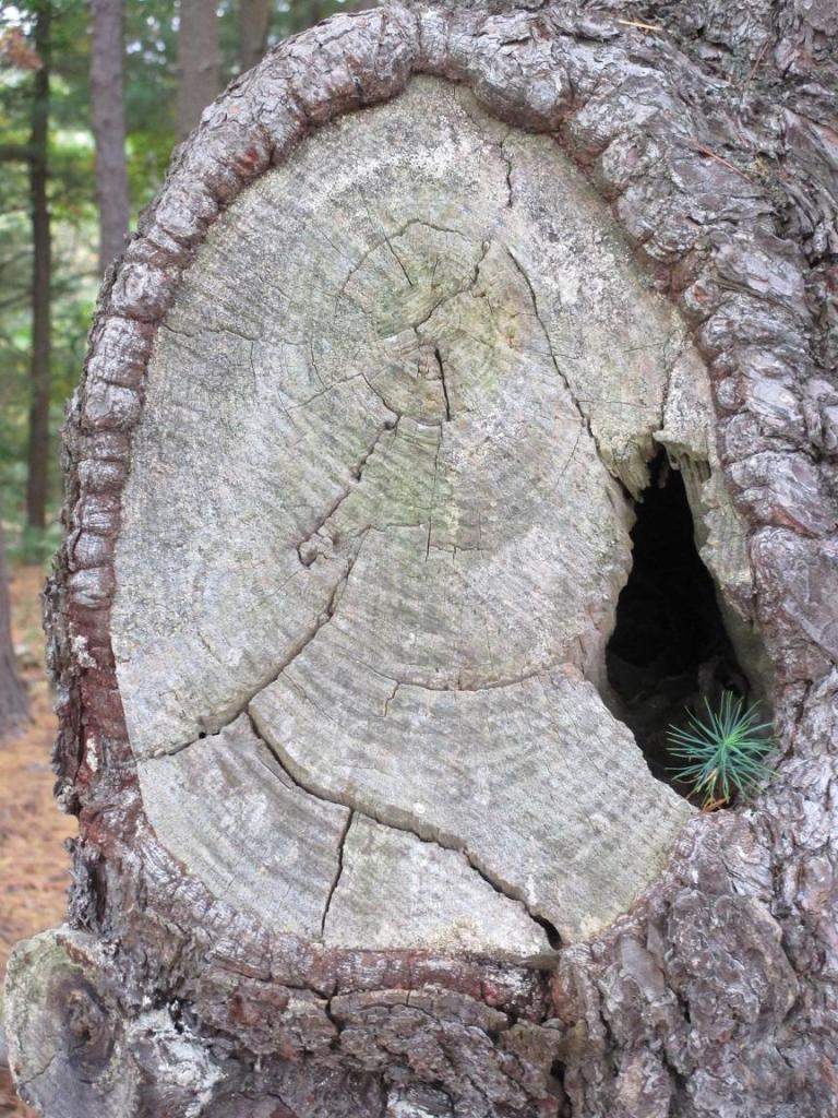 Pine Tree Baby
