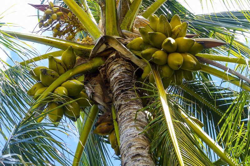 coconut-796007_1280