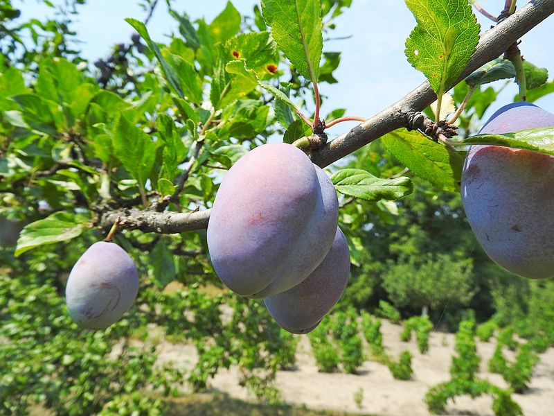 plum-852786_1280