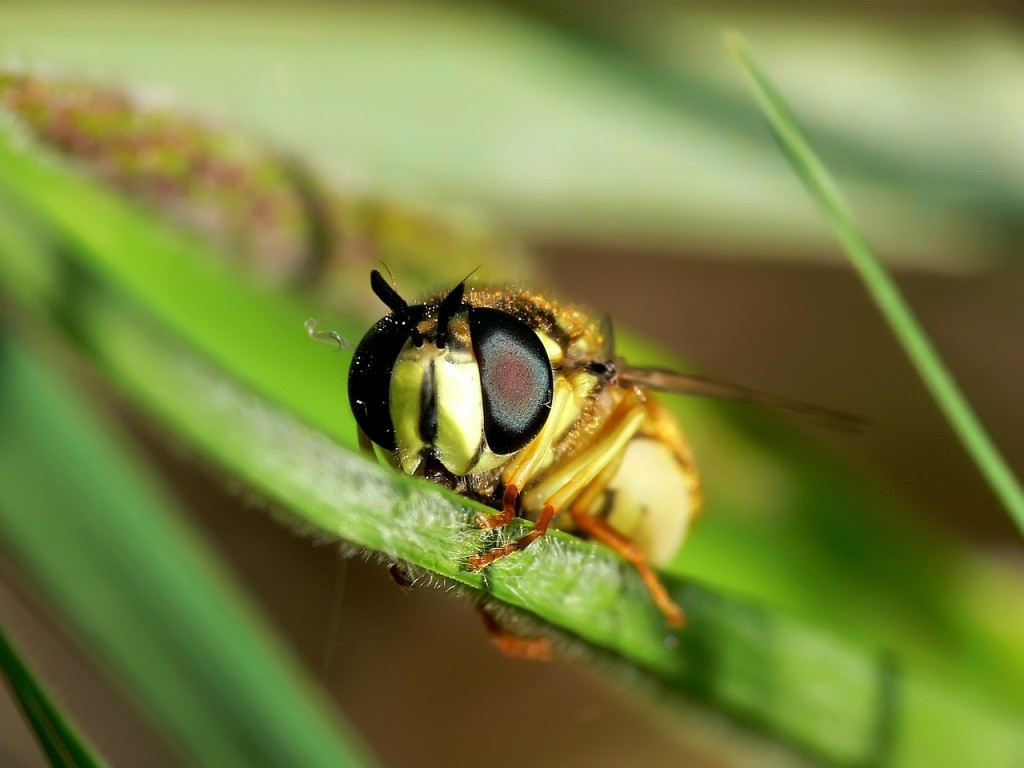 wasp-351612_1280