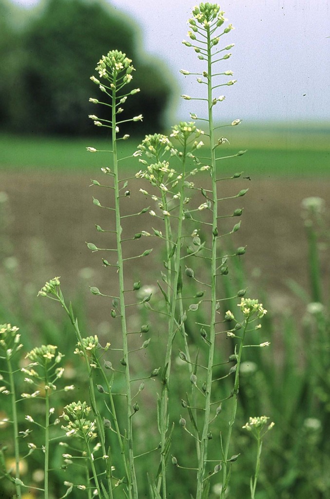Camelina_sativa_eF