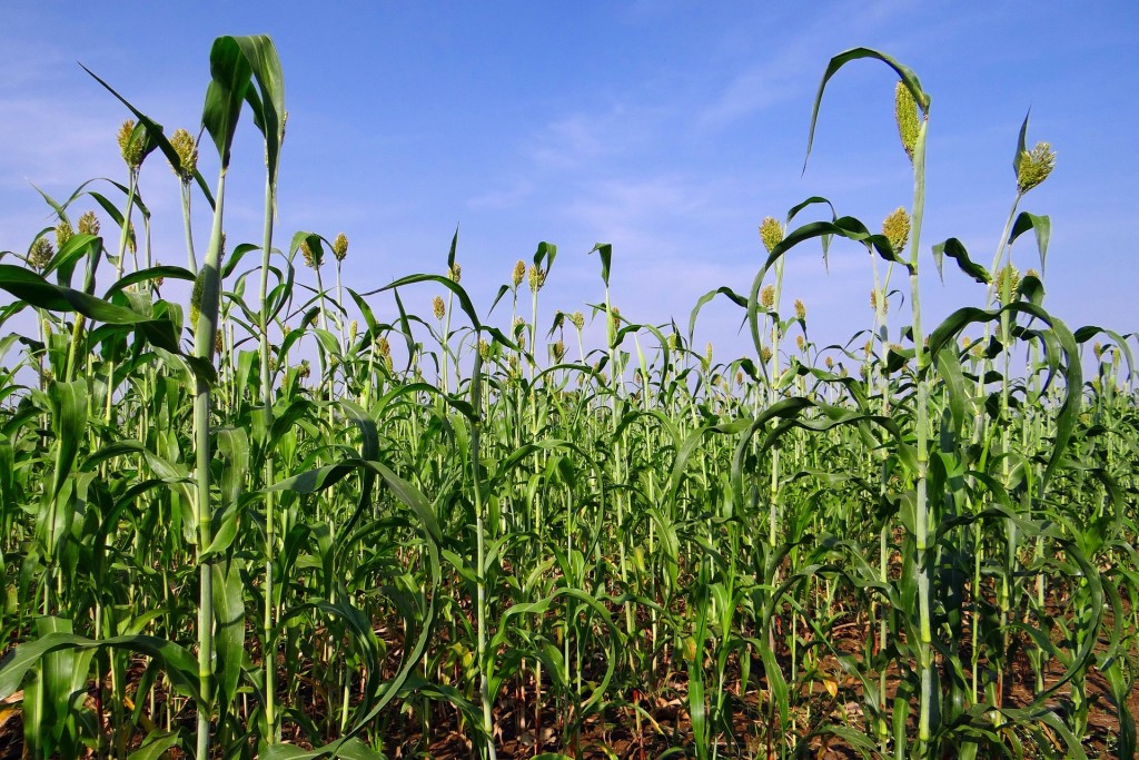 sorghum-253194_1920